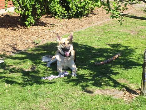 Schæferhund meilo - kan jeg få nogle solbriller? solen blænder.... billede 16