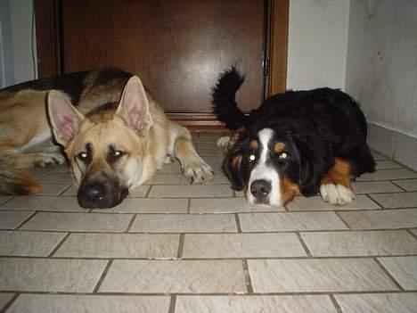 Schæferhund meilo - dejlig kølig gulv. billede 17