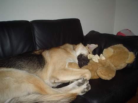 Schæferhund meilo - ZZZzzz...   putter så sødt billede 18