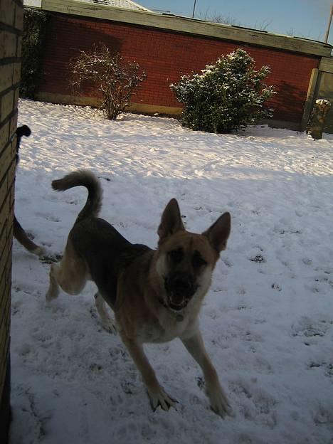 Schæferhund meilo - kalte du? billede 19