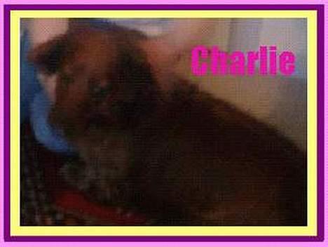 Gravhund :  ***Charlie***  - her ligger jeg vist i mine egne tanker! billede 8
