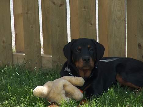 Rottweiler Mars - Verdens bedste stykke legetøj, overlevede dog ikke så længe billede 4