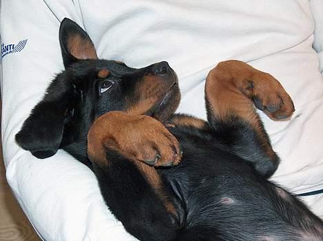 Rottweiler Mars - Er jeg ikke dejlig billede 5