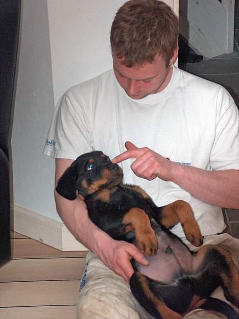 Rottweiler Mars - Lad min næse være!! billede 6
