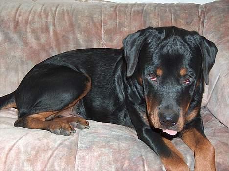 Rottweiler Mars - Ved godt at man ikke må række tunge, men jeg gør det alligevel billede 7