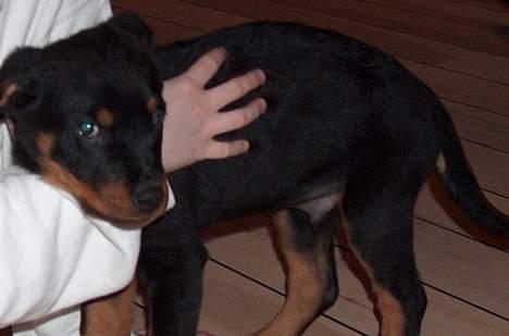 Rottweiler Mars - Er lige kommet hjem, for første gang billede 8