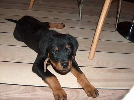 Rottweiler Mars billede 9