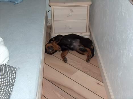 Rottweiler Mars - Der er altid plads til mig.................... billede 10