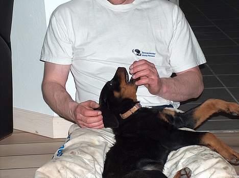 Rottweiler Mars - Far driller billede 11