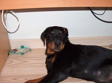 Rottweiler Mars - ZZZZzzz hvem hvad hvor?? billede 12