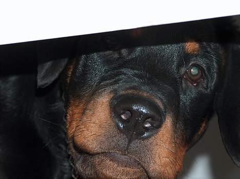 Rottweiler Mars - titte bøhhh billede 13
