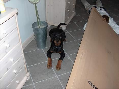 Rottweiler Mars - Jeg er klar, til at mor giver mig fri billede 14