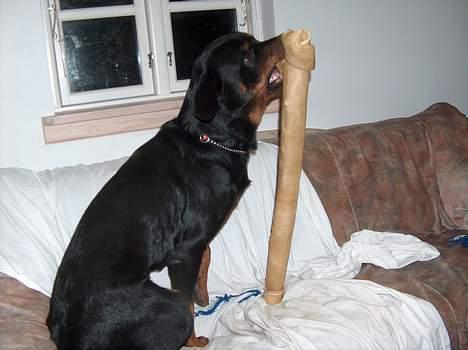 Rottweiler Mars - Dette her er ikke nemt billede 15