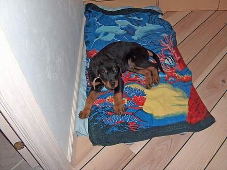 Rottweiler Mars - Min nye seng, i mit nye hjem billede 16