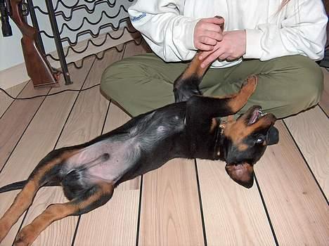 Rottweiler Mars - moar klø mig på maven billede 17