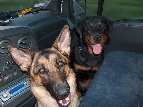 Rottweiler Mars - Mig og min bedste ven Fille billede 18