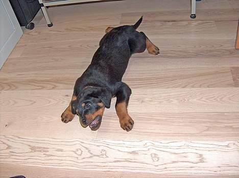 Rottweiler Mars - første gang jeg mødte fille, var hun noget større end mig, så jeg skyndte mig at knurre af hende. men nu er det mig der er Størst HA! billede 19