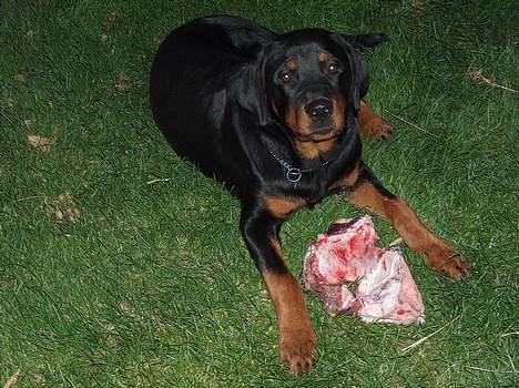 Rottweiler Mars - Elsker at Far er gode venner med en slagter billede 20