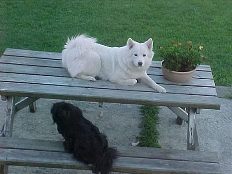 Samojedhund laika - min bedste plads og så sammen med mila det er hygge billede 7
