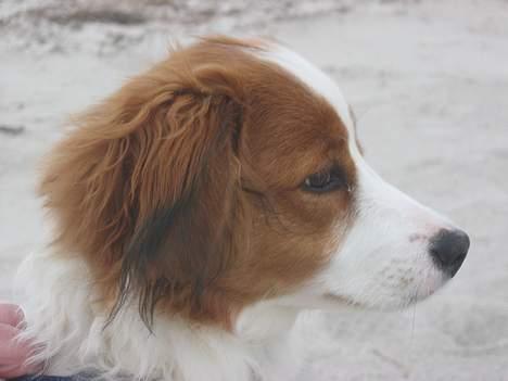 Kooikerhondje Miki billede 8