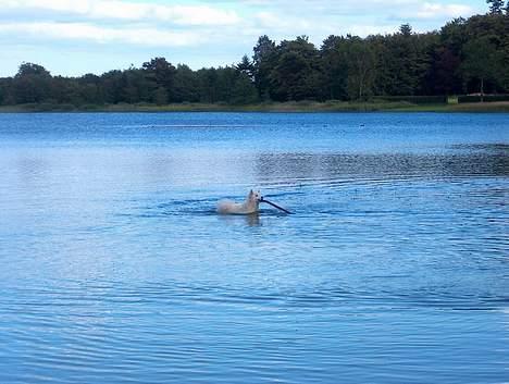 Samojedhund laika - en dejlig svømmetur  billede 8