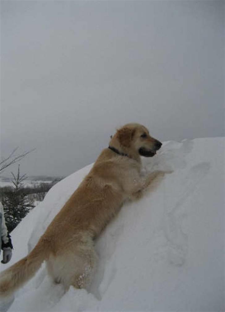 Golden retriever Rollo - Rollo elsker sne, og jo mere jo bedre billede 9