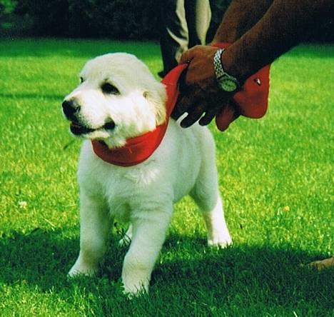 Golden retriever Rollo - Rollo er lige kommet hjem jeg vidste ikke noget om det. jeg havde fået bin for øjnene og ført ud på græsplænen også fik jeg DEN SØDESTE BLØDESTE HVALP i armene. det er det BEDSTE der er sket for mig. se mere http://www.gingers.dk/rollo/fikrollo.htm billede 16