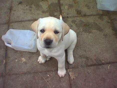 Labrador retriever Rolex - Rolex ved siden af en mælkedunk, 6 uger gammel. billede 20