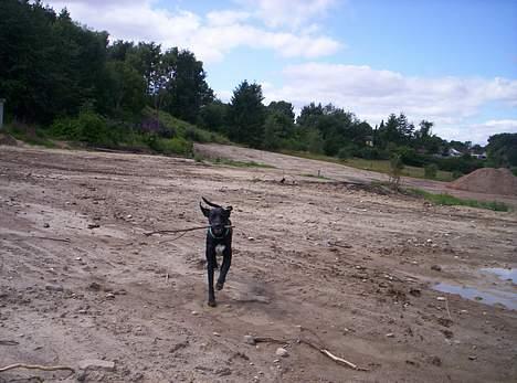 Blanding af racer balder - lidt sjovt billede billede 13