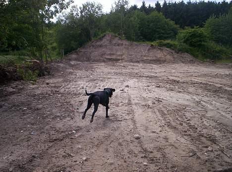 Blanding af racer balder - og igen spurte efter pinden billede 14