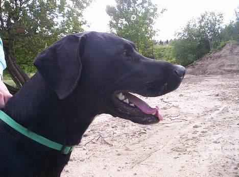 Blanding af racer balder - i profil billede 15