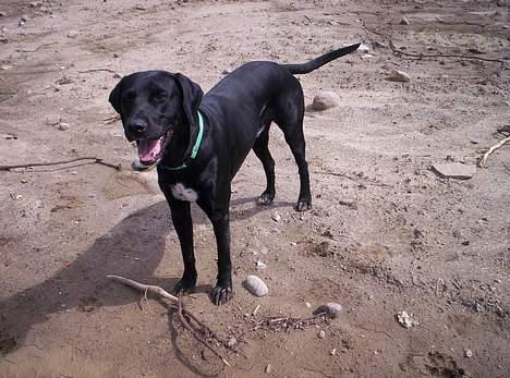 Blanding af racer balder - han er så fin billede 16