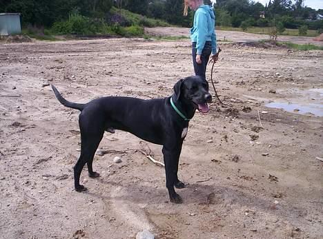 Blanding af racer balder - smukke hund billede 17