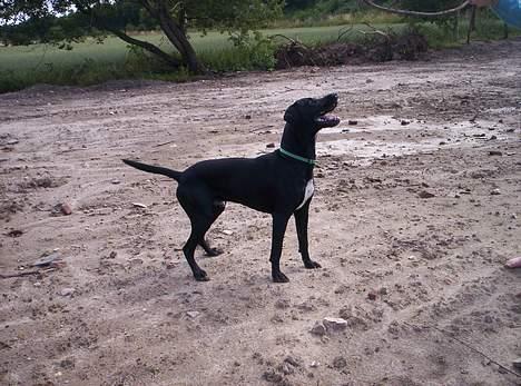 Blanding af racer balder - snobbede Balder med næsen højt i sky billede 18