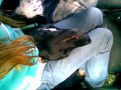 Blanding af racer balder - legelege billede 19