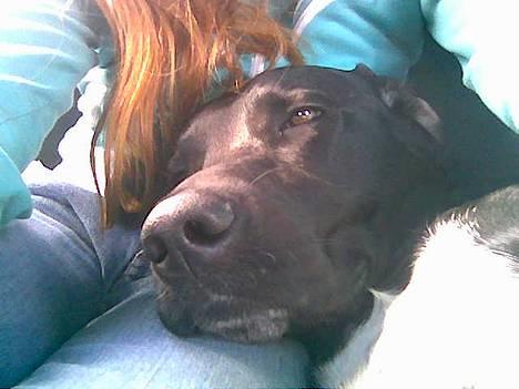 Blanding af racer balder - er han ikke sød billede 20