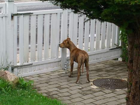 Amerikansk staffordshire terrier Chico - Taget den 25 juli, han har fået øje på en kat ... 4½ mdr gammel.. billede 16