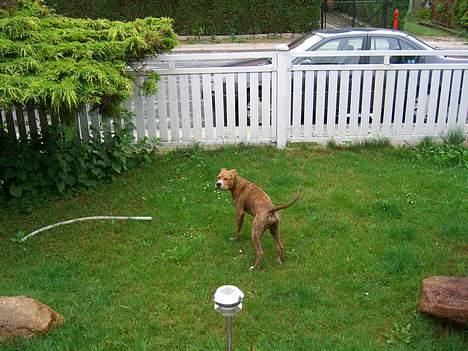 Amerikansk staffordshire terrier Chico - Taget den 25 juli, lad mig nu være....Prøver at koncentrere mig =) billede 17
