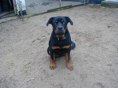 Rottweiler Fia - Her sidder jeg jo meget godt billede 8
