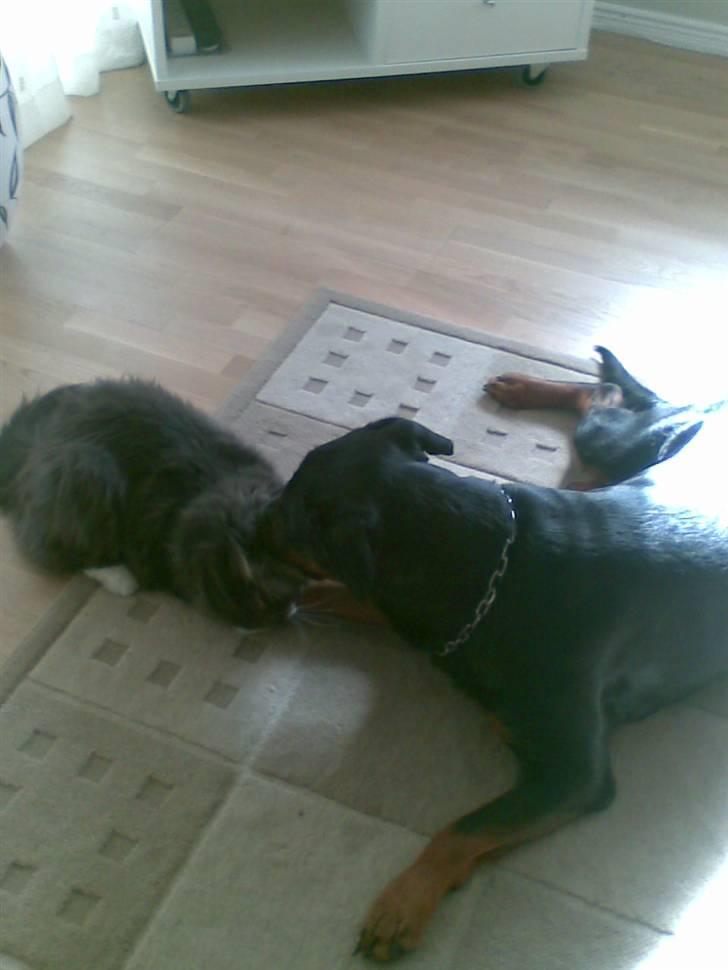 Rottweiler Fia - Bider lige lidt i katten. billede 9