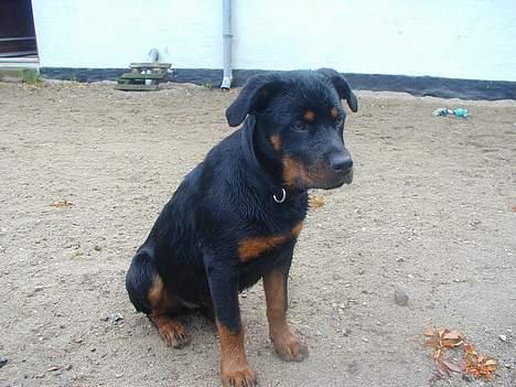 Rottweiler Fia - Hvad mon jeg nu skal finde på? billede 10