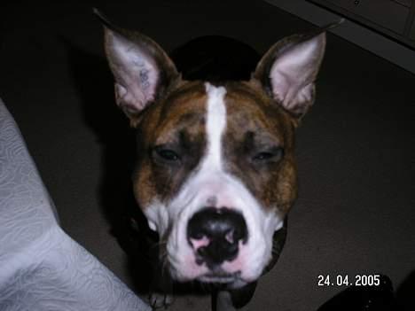 Amerikansk staffordshire terrier Bella - Kun lidt træt... billede 7