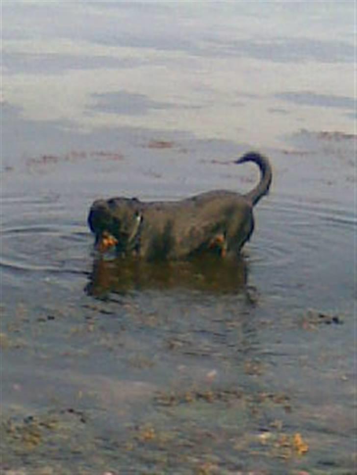 Rottweiler Fia - Elsker at bade billede 11