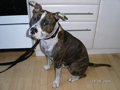 Amerikansk staffordshire terrier Bella - Måske skal jeg ikke i bad???? billede 8