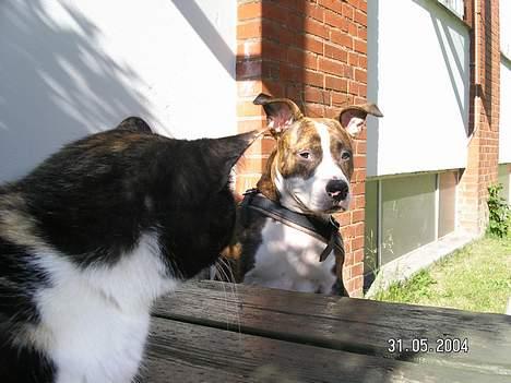 Amerikansk staffordshire terrier Bella - Jeg elsker missen Mås billede 9