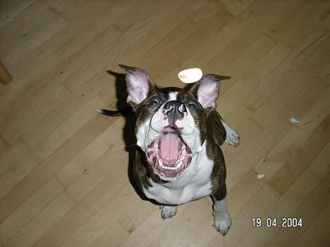 Amerikansk staffordshire terrier Bella - Skal bare ha´ den godbid!!! billede 10