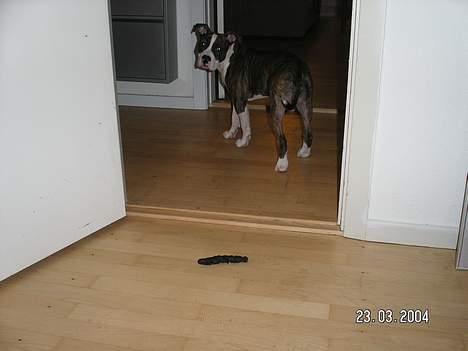 Amerikansk staffordshire terrier Bella - Det var ik´ mig... billede 11