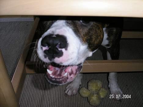 Amerikansk staffordshire terrier Bella - Vil ik´ ha´ taget flere billeder!!! billede 12