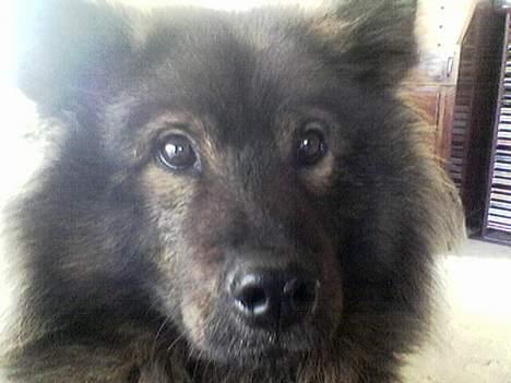 Eurasier Bella - smil:) billede 1