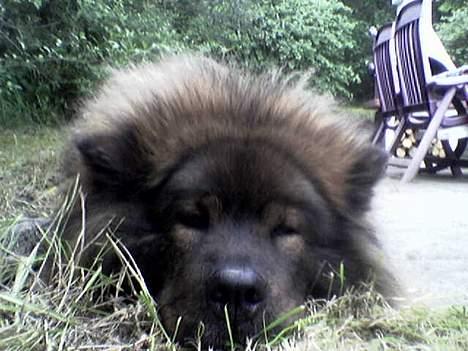 Eurasier Bella - man bliver træt når man har leget hele dagen. billede 2